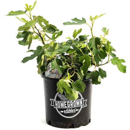 Little Miss Figgy plant with lobed leaves in a black pot by Live Good Logistics indoor outdoor on Tampa Home & Garden Store