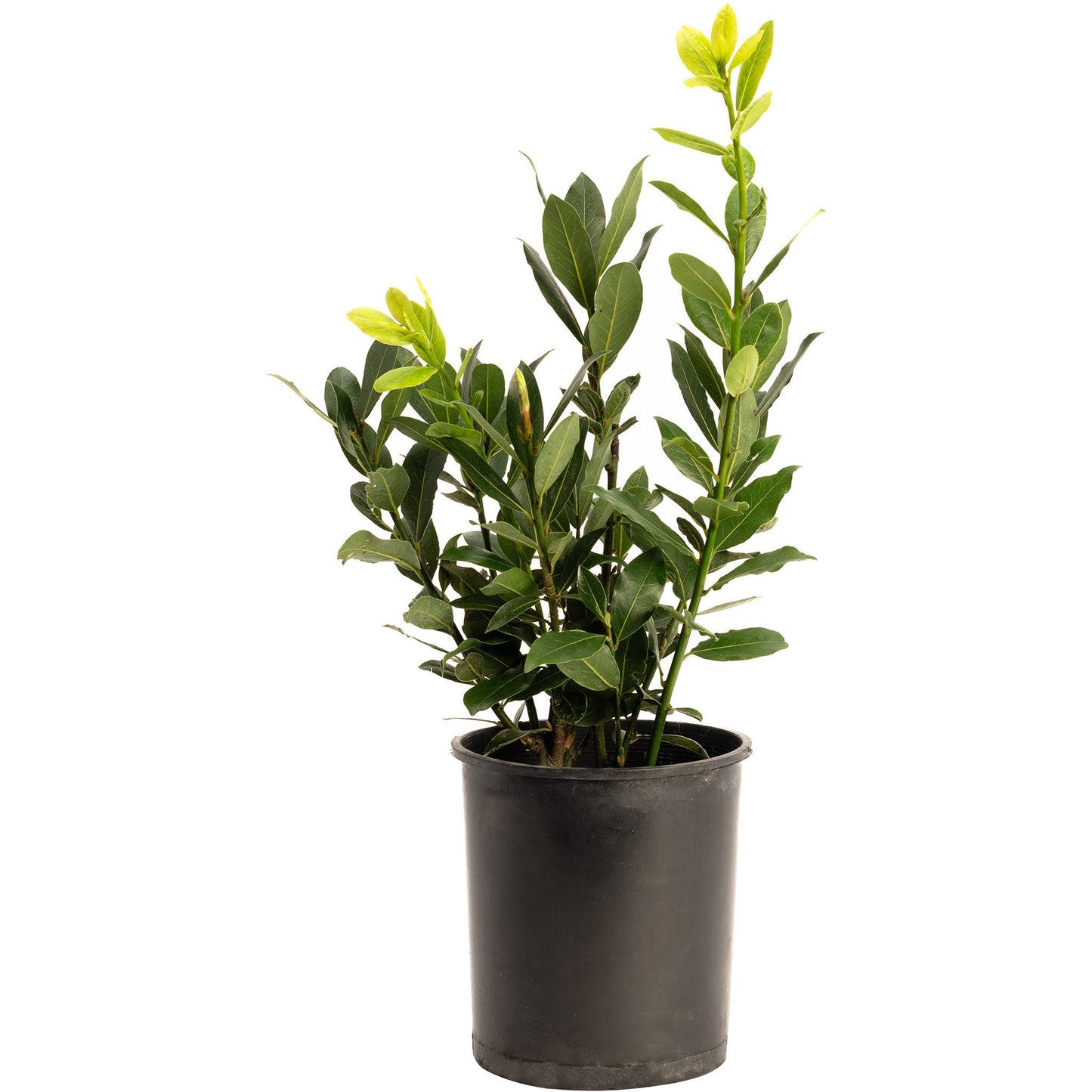 Bay Laurel plant with green glossy leaves in a black plastic pot by Live Good Logistics on Tampa Home & Garden Store