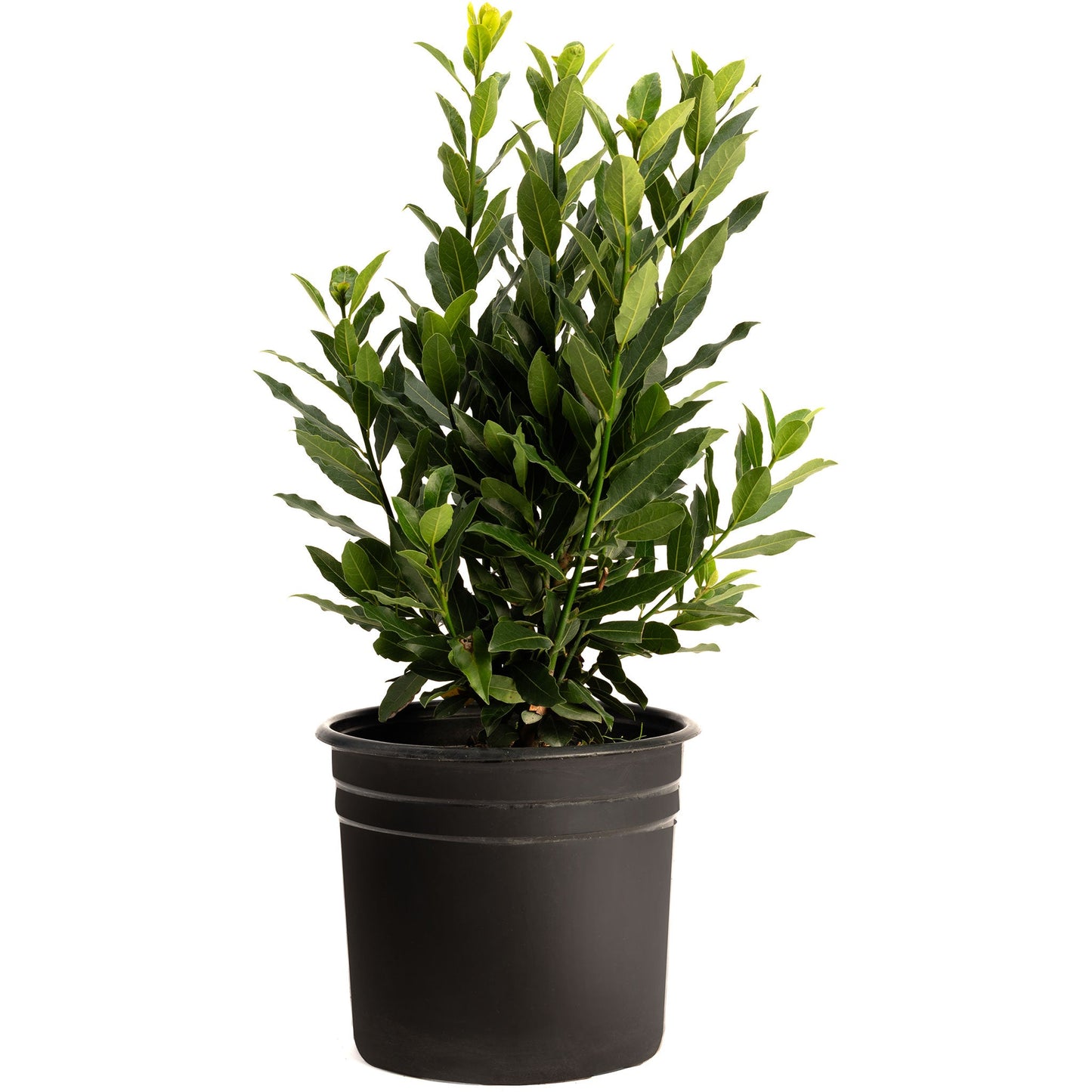 Bay Laurel plant by Live Good Logistics with glossy green leaves in a black pot on Tampa Home & Garden Store