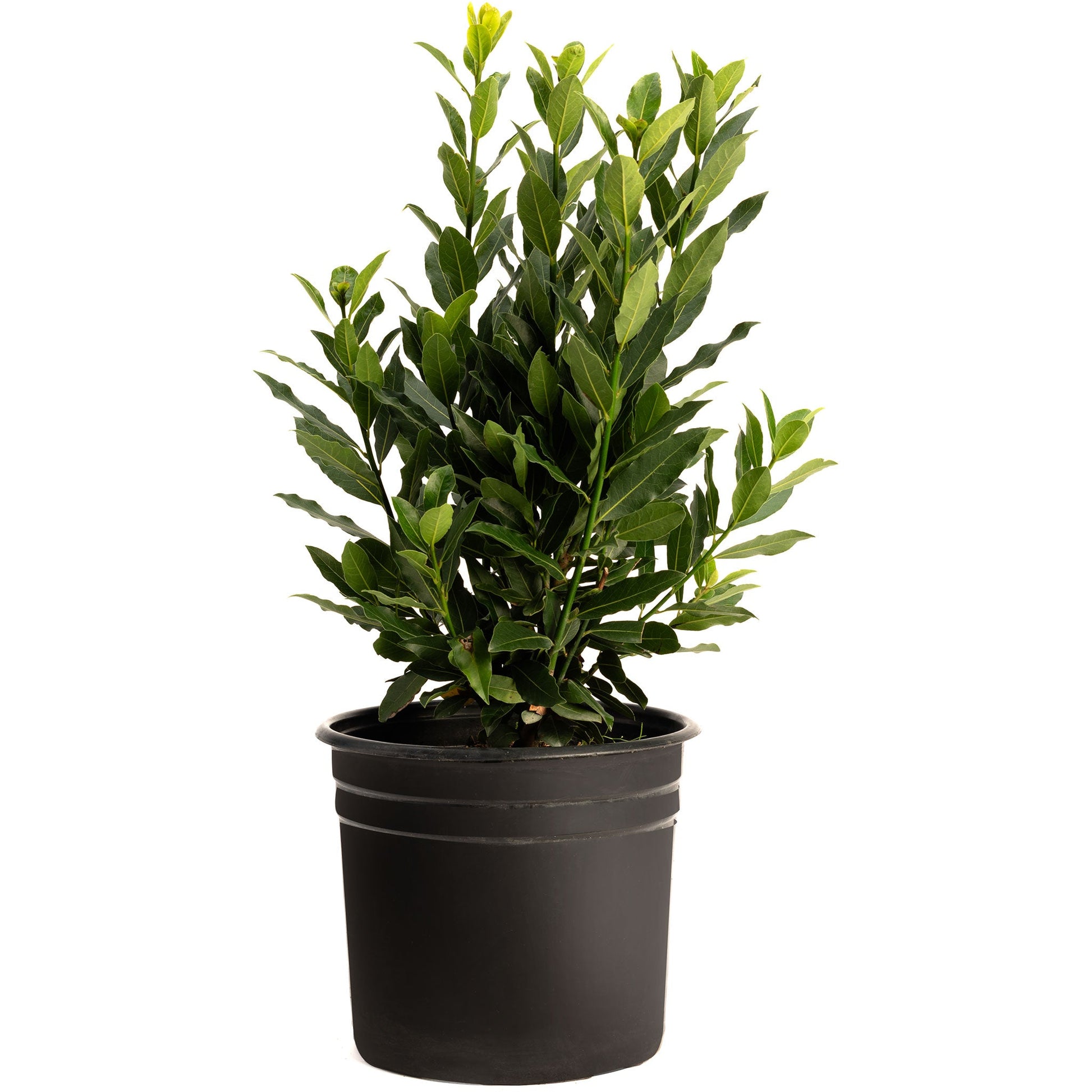 Bay Laurel plant by Live Good Logistics with glossy green leaves in a black pot on Tampa Home & Garden Store