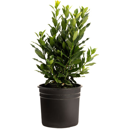 Bay Laurel plant by Live Good Logistics with glossy green leaves in a black pot on Tampa Home & Garden Store