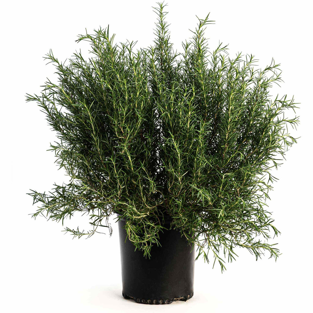 Tuscan Blue Rosemary plant in a black pot with slender needle leaves on Tampa Home & Garden Store