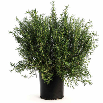 Tuscan Blue Rosemary plant in a black pot with slender needle leaves on Tampa Home & Garden Store