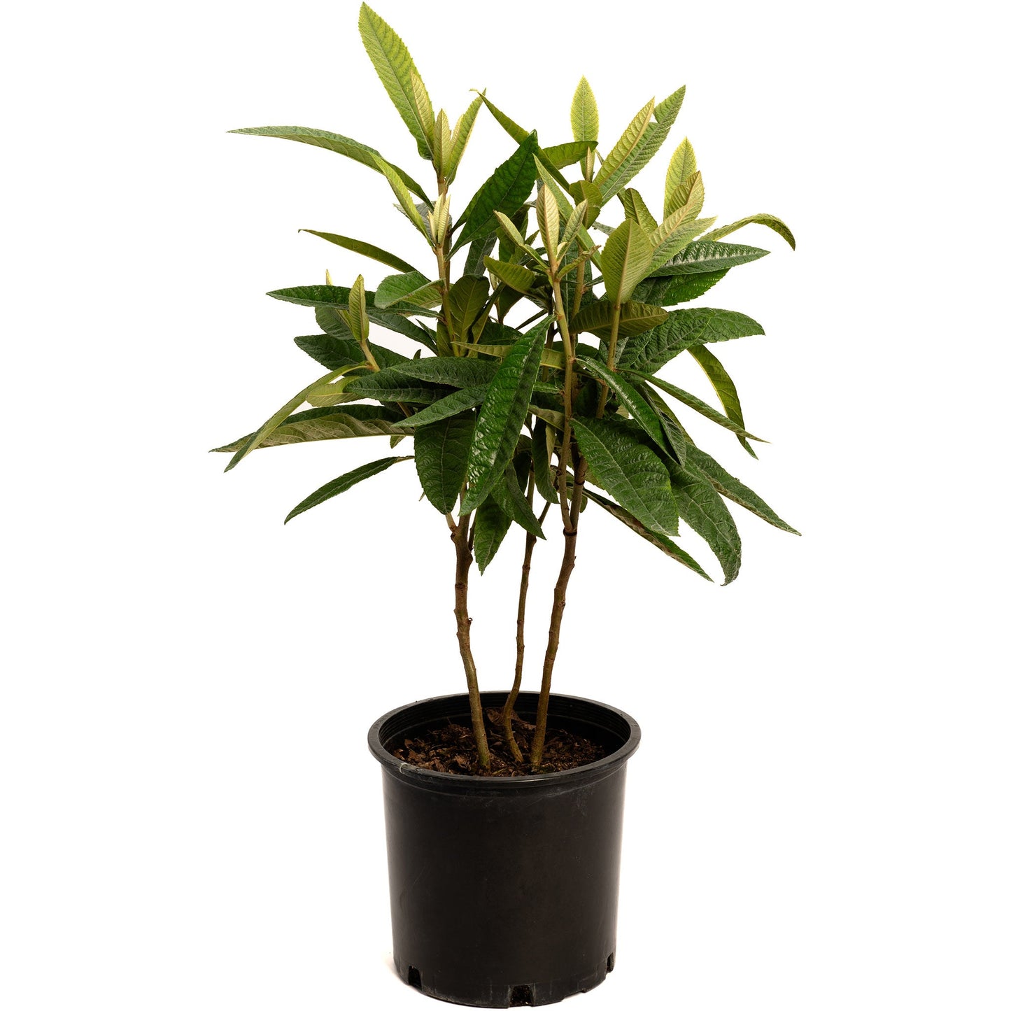 Japanese Loquat plant with glossy green leaves, multi-stem in a black plastic pot on Tampa Home & Garden Store
