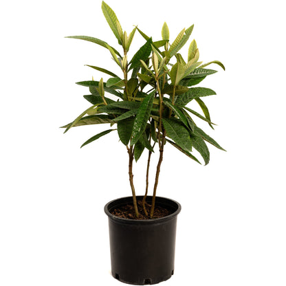 Japanese Loquat plant with glossy green leaves, multi-stem in a black plastic pot on Tampa Home & Garden Store
