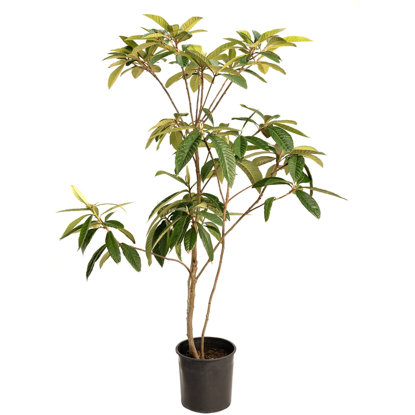 Japanese Loquat plant in a black pot with multiple trunks and glossy leaves by Live Good Logistics on Tampa Home & Garden Store