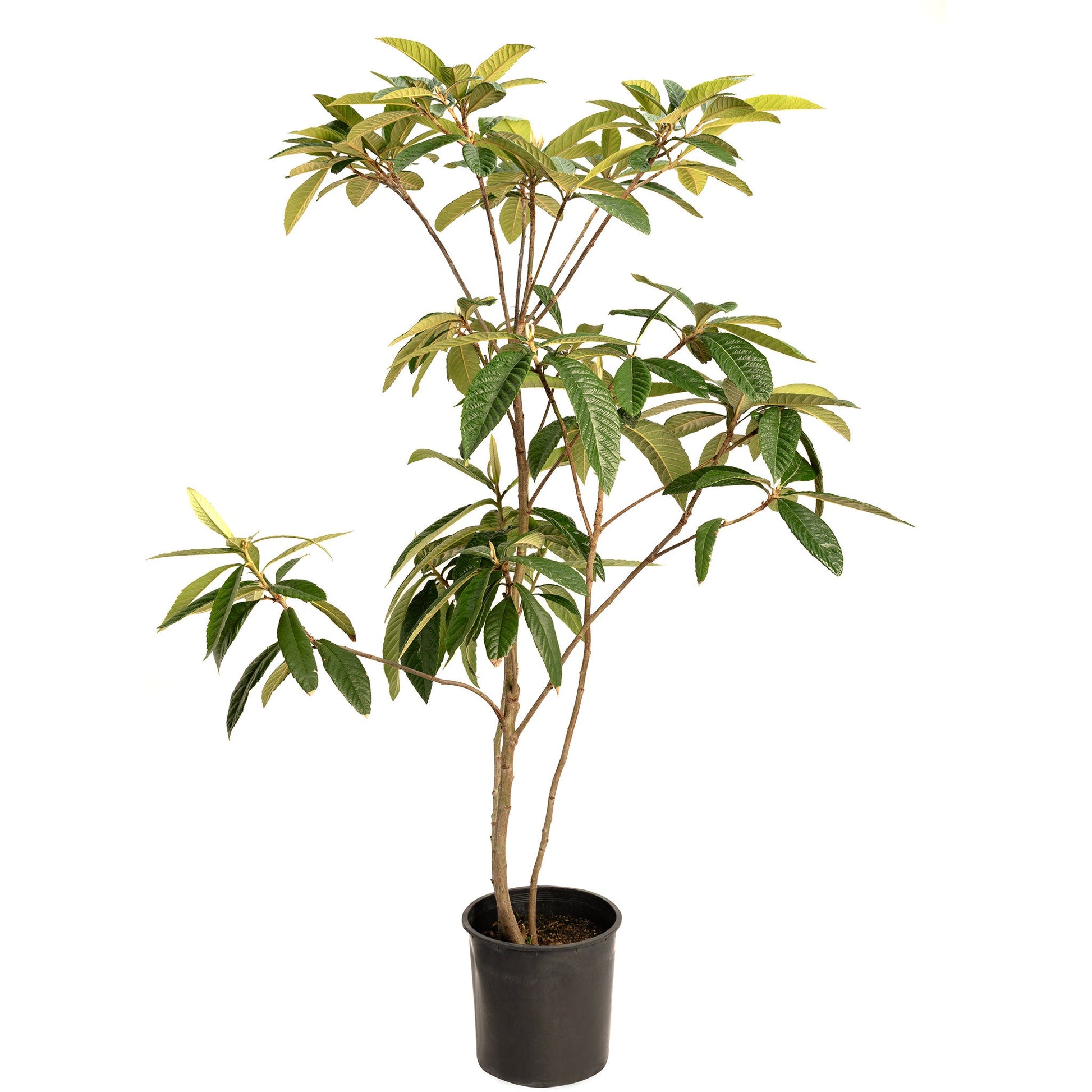 Japanese Loquat plant in a black pot with multiple trunks and glossy leaves by Live Good Logistics on Tampa Home & Garden Store