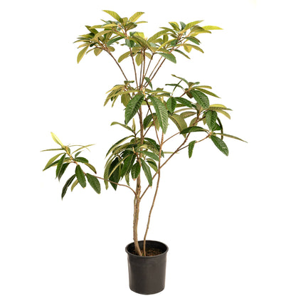 Japanese Loquat plant in a black pot with multiple trunks and glossy leaves by Live Good Logistics on Tampa Home & Garden Store