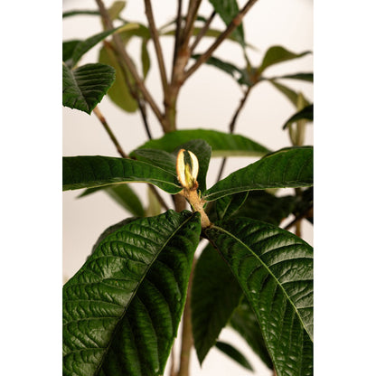 Japanese Loquat plant with dark green textured leaves and woody stems on Tampa Home & Garden Store