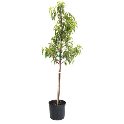Hardired Nectarine Tree in a black plastic pot, Live Good Logistics on Tampa Home & Garden Store