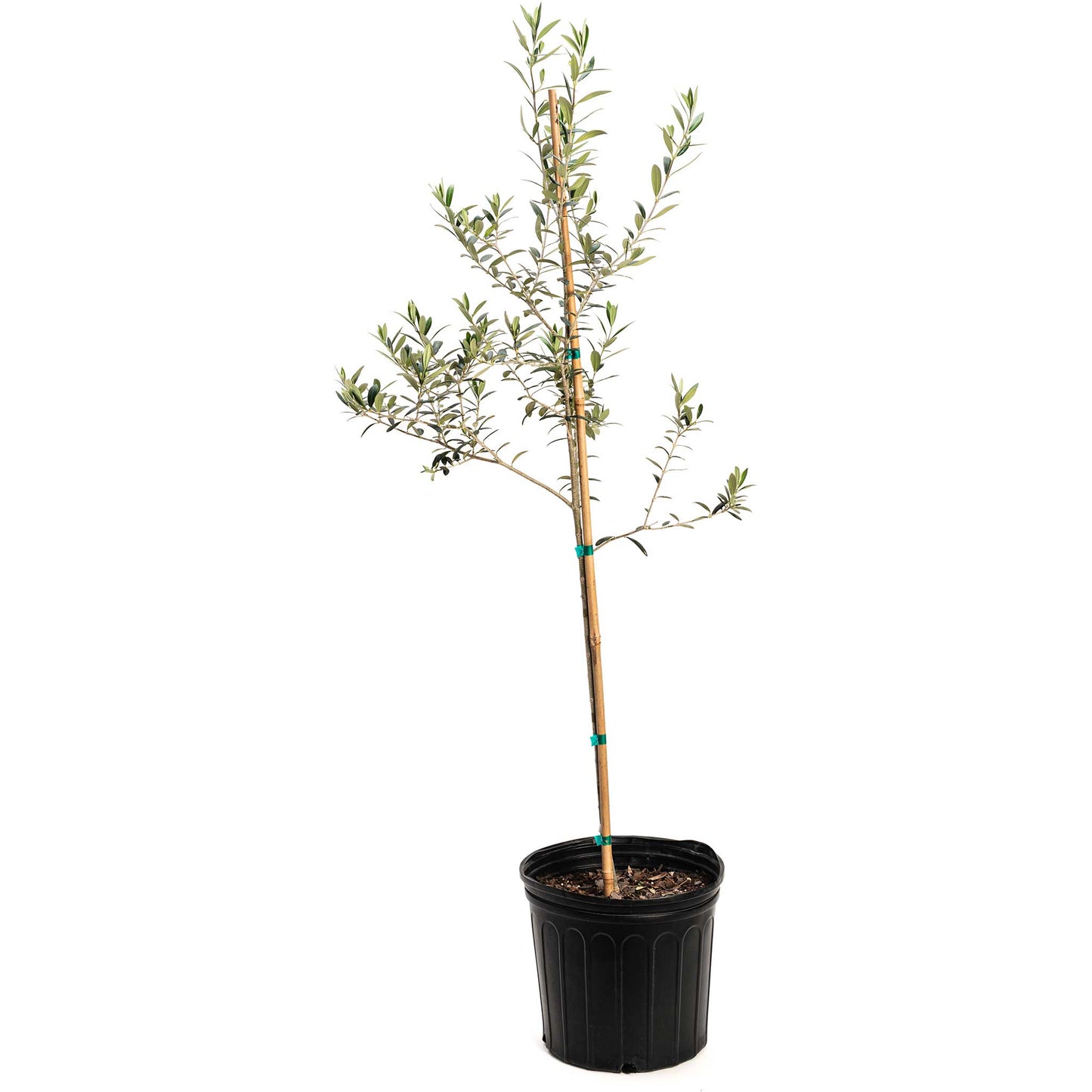 Arbequina Olive Tree plant in black plastic pot with bamboo stake on Tampa Home & Garden Store