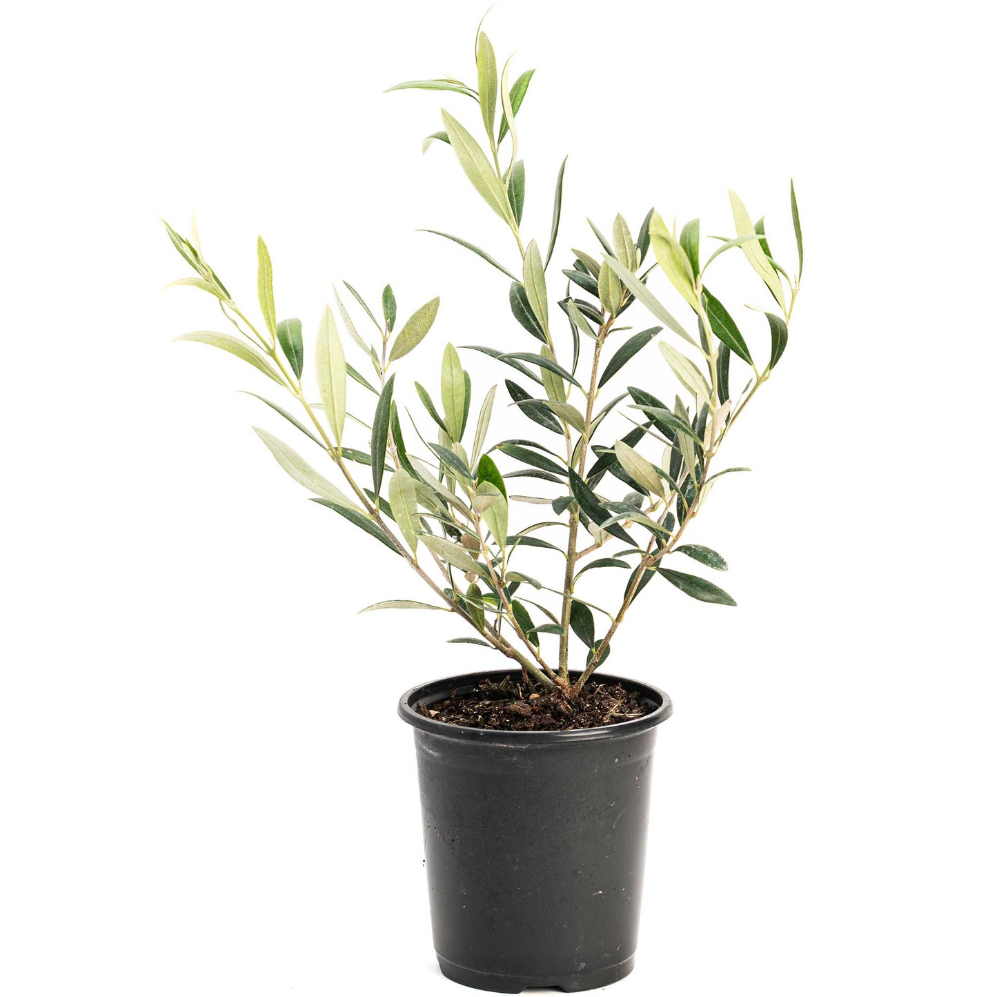 Arbequina olive tree plant in a black plastic pot with olive-green leaves on Tampa Home & Garden Store