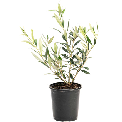 Arbequina olive tree plant in a black plastic pot with olive-green leaves on Tampa Home & Garden Store
