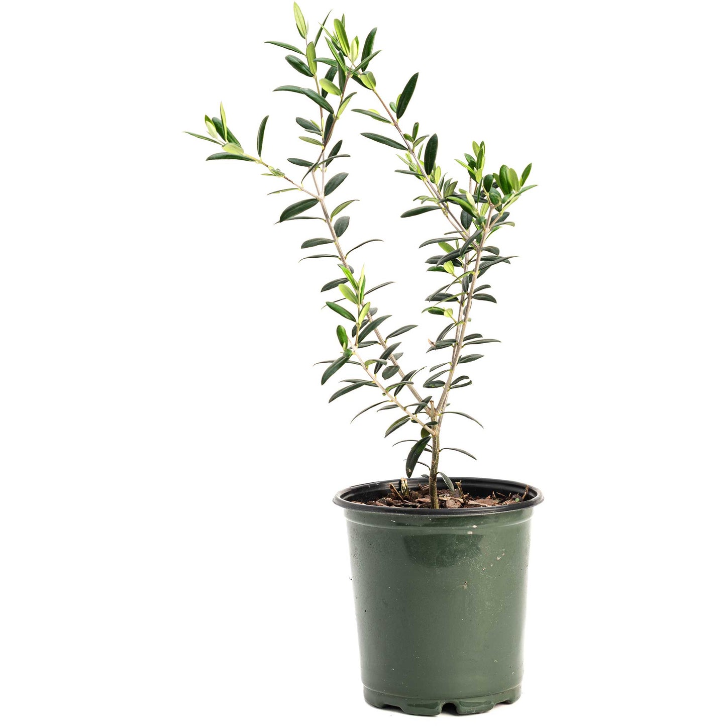 Arbequina olive tree plant in a green plastic pot with slender dark-green leaves on Tampa Home & Garden Store