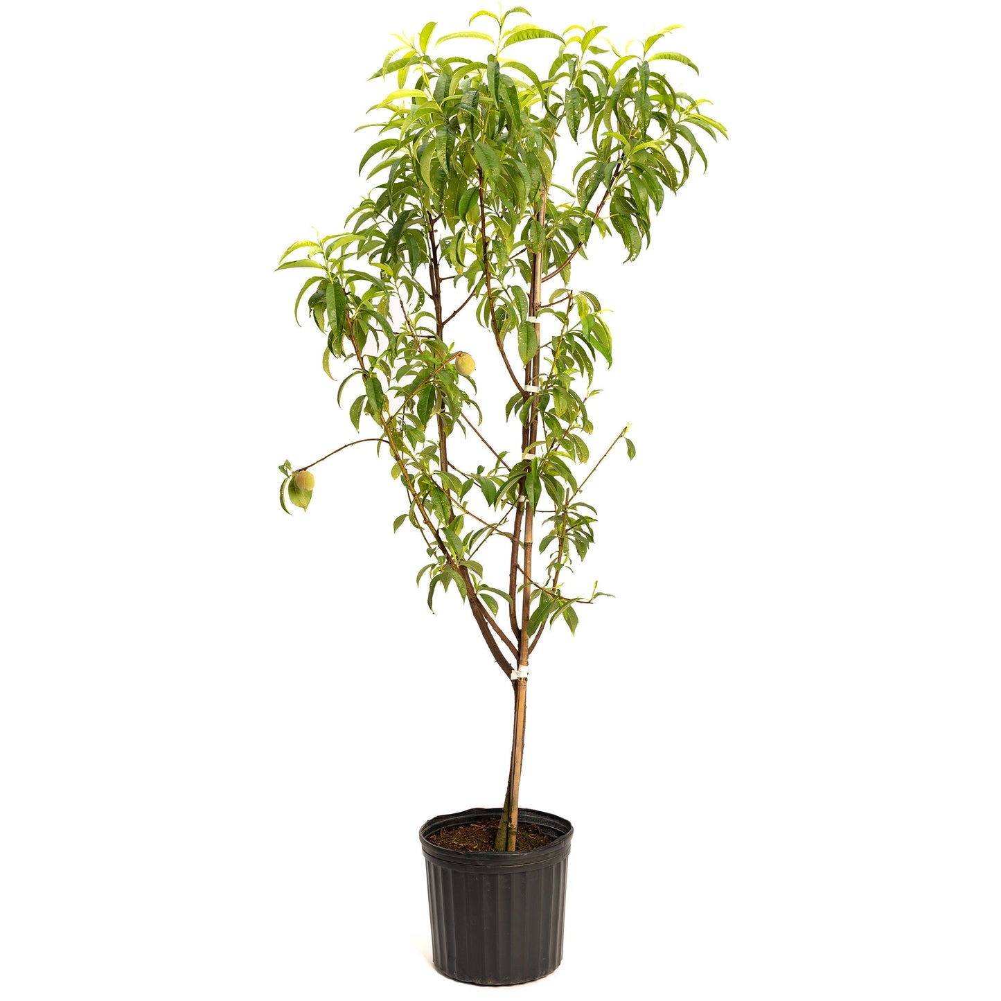 Live Good Logistics multi-fruit peach tree plant in black nursery pot with green leaves on Tampa Home & Garden Store