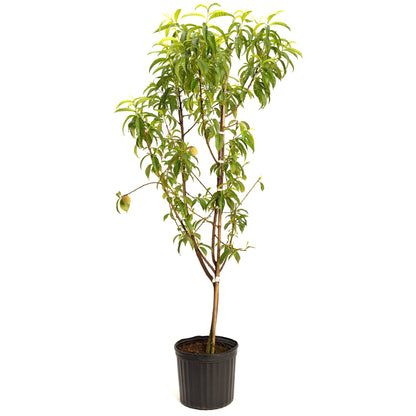 Live Good Logistics multi-fruit peach tree plant in black nursery pot with green leaves on Tampa Home & Garden Store