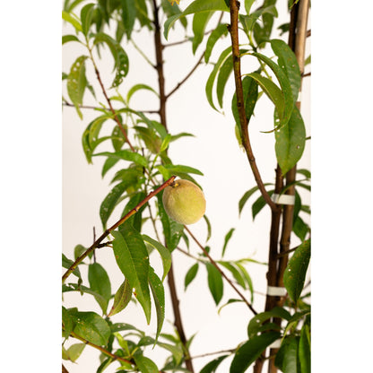 Multi-Fruit Peach Tree plant with fuzzy peaches, green leaves on brown branches Live Good on Tampa Home & Garden Store