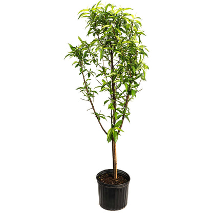 Multi-Fruit Peach Tree plant in a plastic nursery pot with dense green leaves on Tampa Home & Garden Store