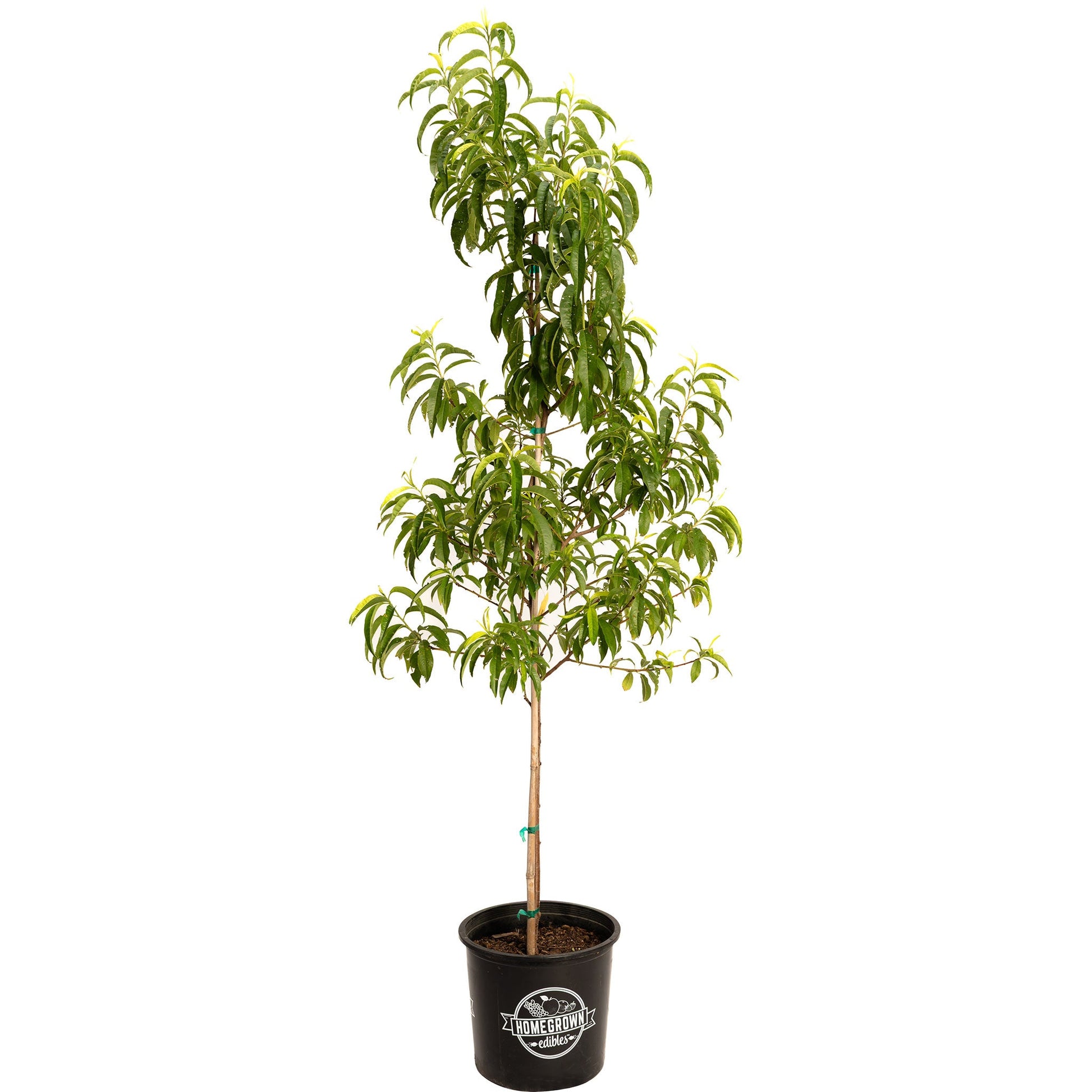 Contender Peach plant in a black HomeGrown pot with glossy green leaves on Tampa Home & Garden Store