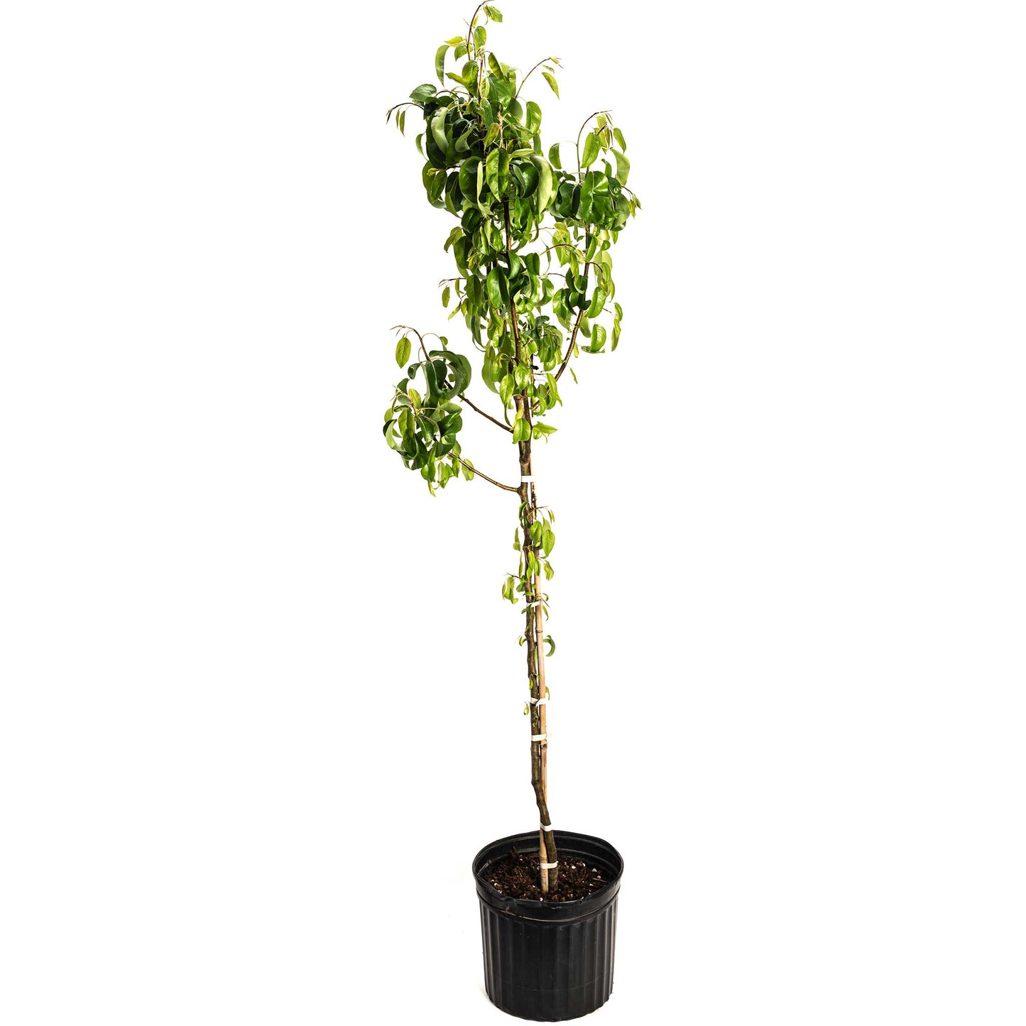 D’Anjou Pear Tree plant by Live Good Logistics in a black pot with glossy green leaves on Tampa Home & Garden Store