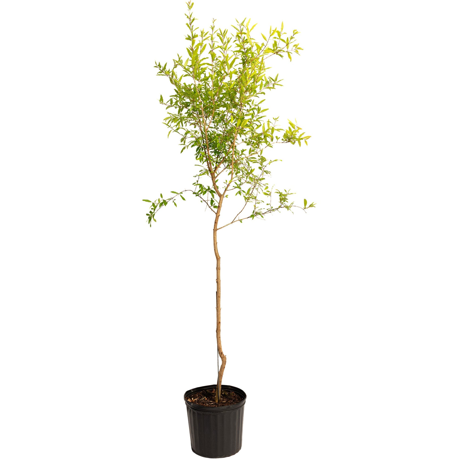 Cold Hardy Red Pomegranate in black pot with trunk and green leaves Live Good Logistics on Tampa Home & Garden Store