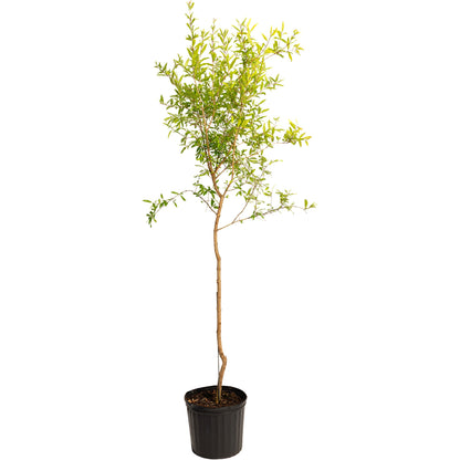 Cold Hardy Red Pomegranate in black pot with trunk and green leaves Live Good Logistics on Tampa Home & Garden Store