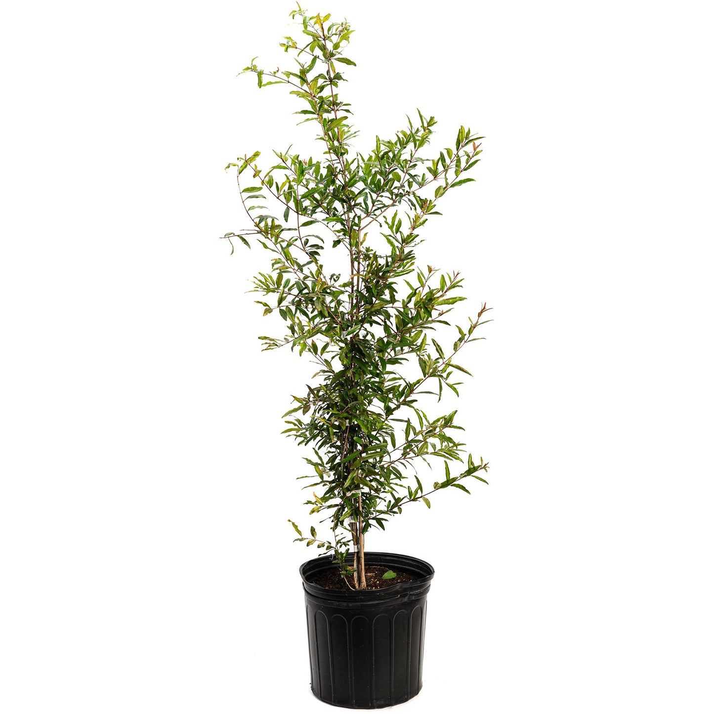 Cold Hardy Red Pomegranate plant in a black pot, tall shrub with glossy green leaves on Tampa Home & Garden Store