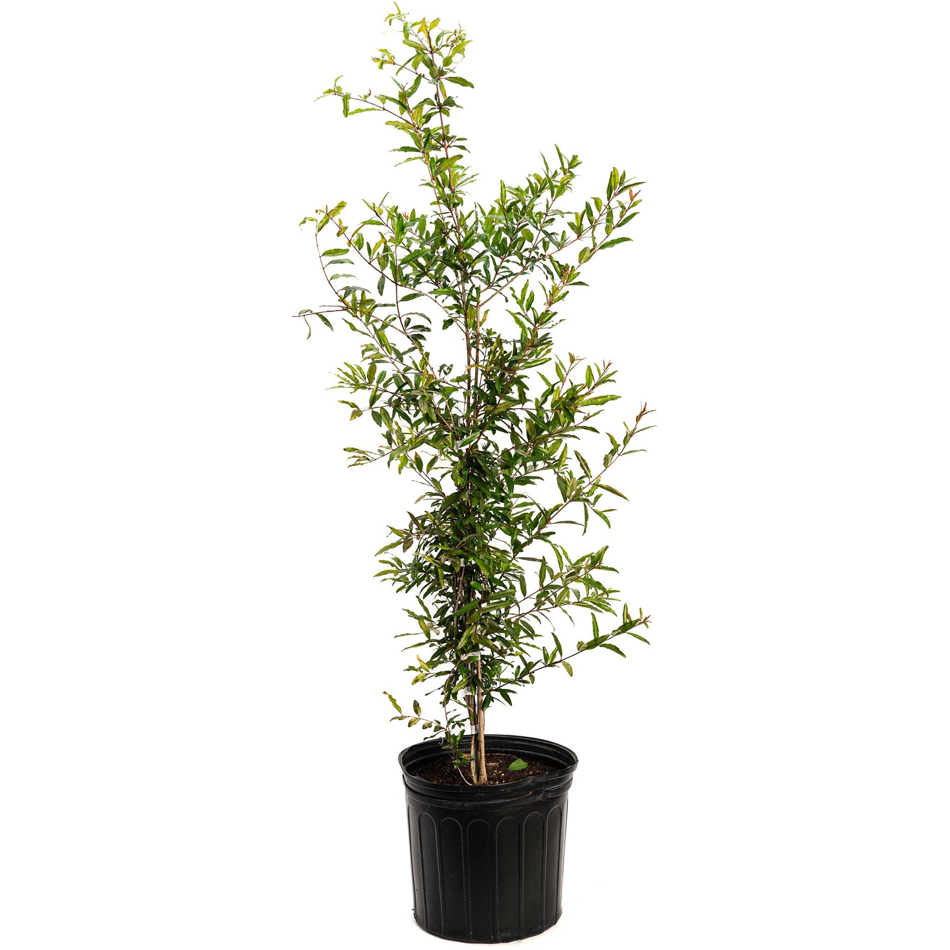 Cold Hardy Red Pomegranate plant in a black pot, tall shrub with glossy green leaves on Tampa Home & Garden Store