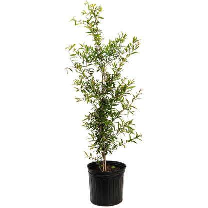 Cold Hardy Red Pomegranate plant in a black pot, tall shrub with glossy green leaves on Tampa Home & Garden Store