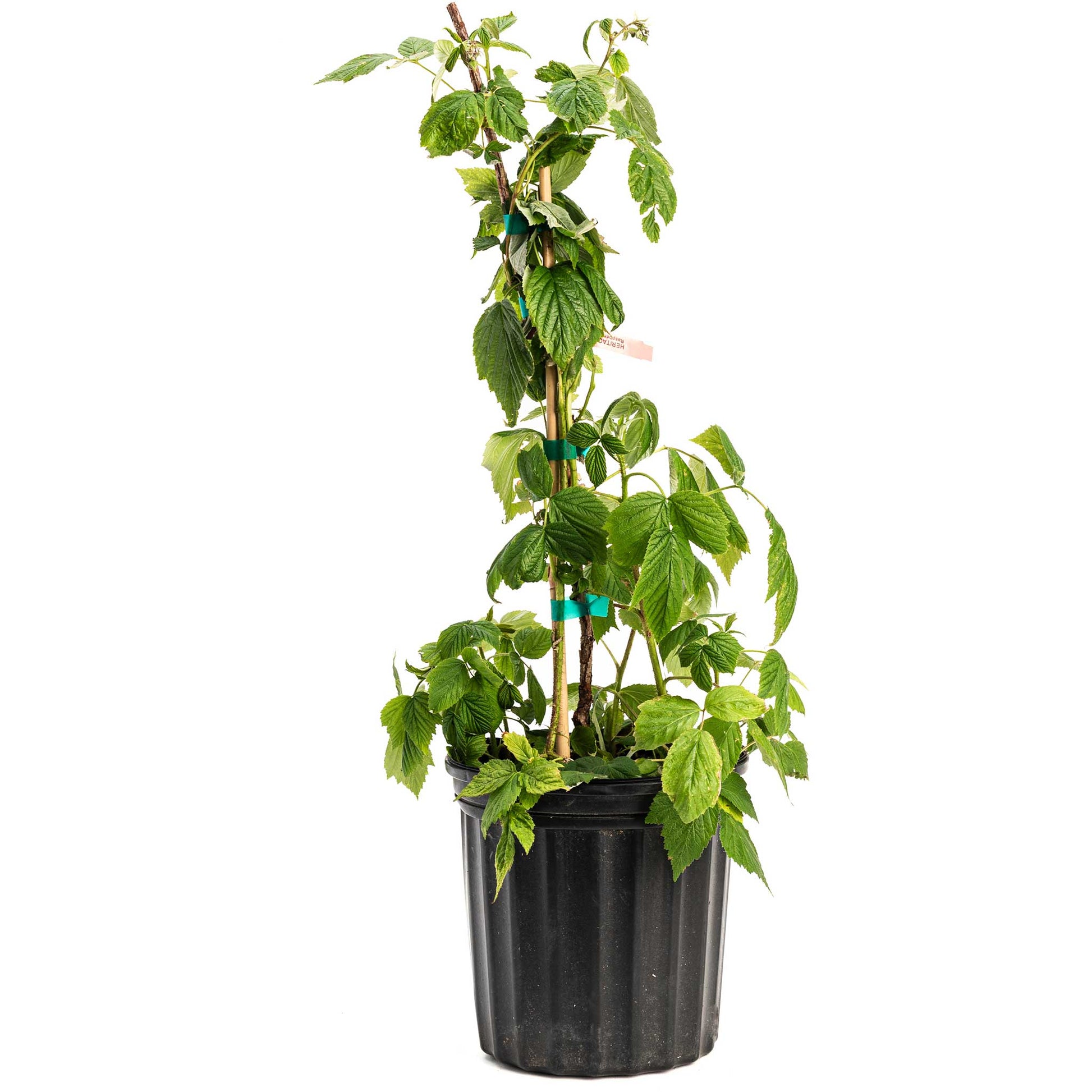 Heritage Raspberry plant in black pot with stake, Live Good Logistics indoor/outdoor plant on Tampa Home & Garden Store