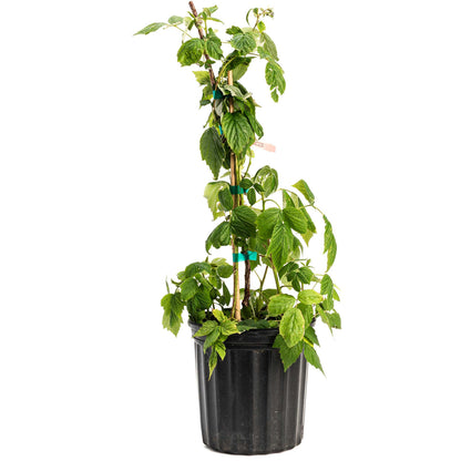 Heritage Raspberry plant in black pot with stake, Live Good Logistics indoor/outdoor plant on Tampa Home & Garden Store