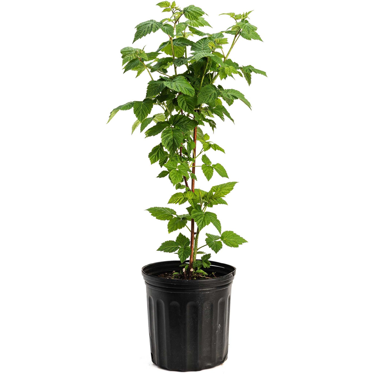 the premium Nova Red Raspberry Plants and Fruit