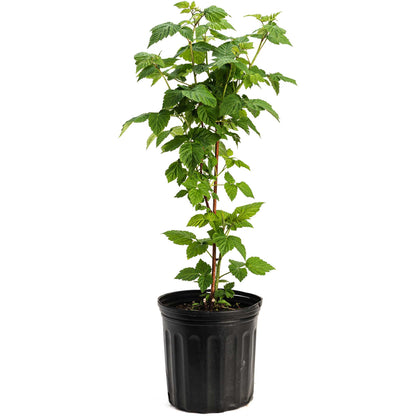 the premium Nova Red Raspberry Plants and Fruit