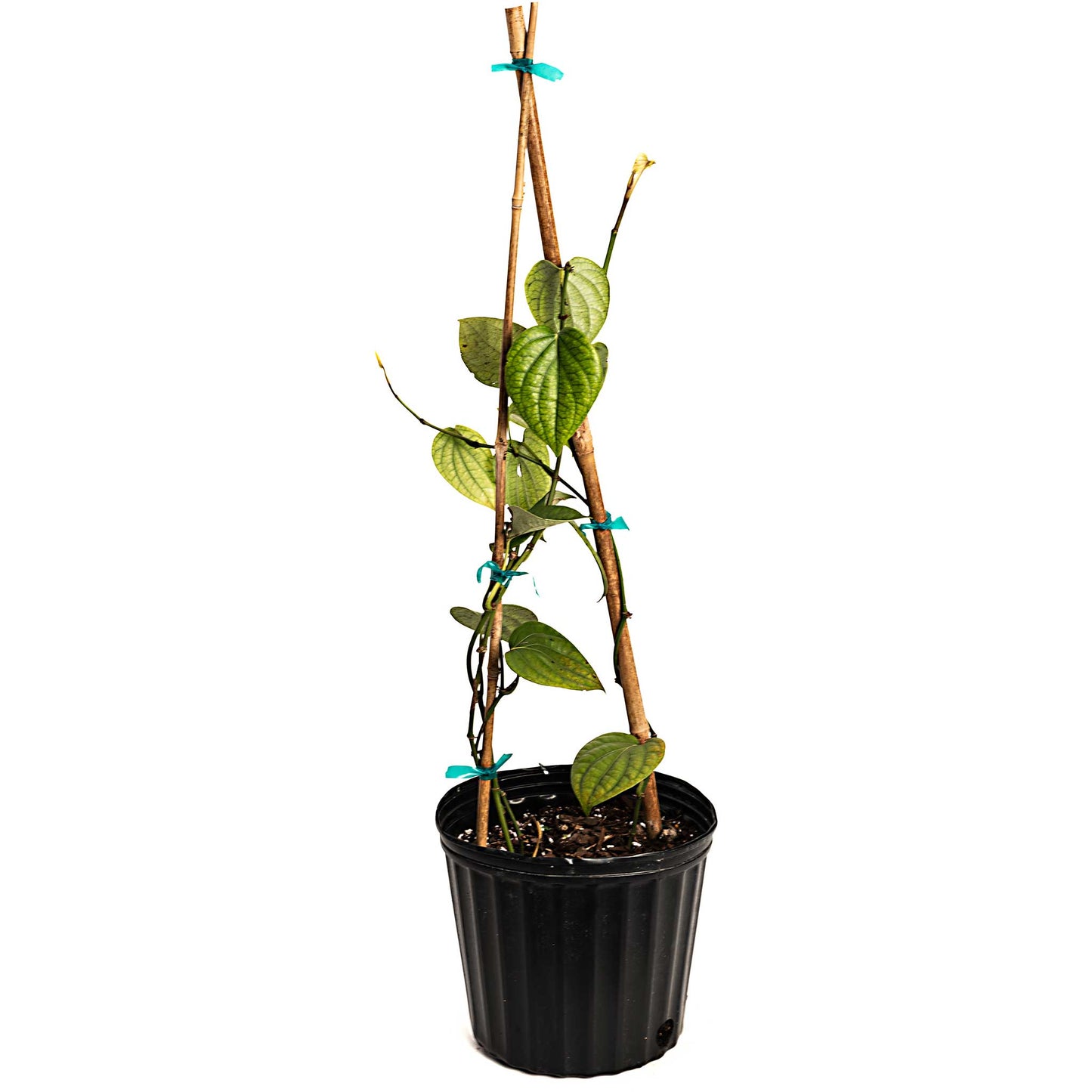Black Pepper Plant in a black plastic pot, supported by bamboo stakes with teal ties on Tampa Home & Garden Store