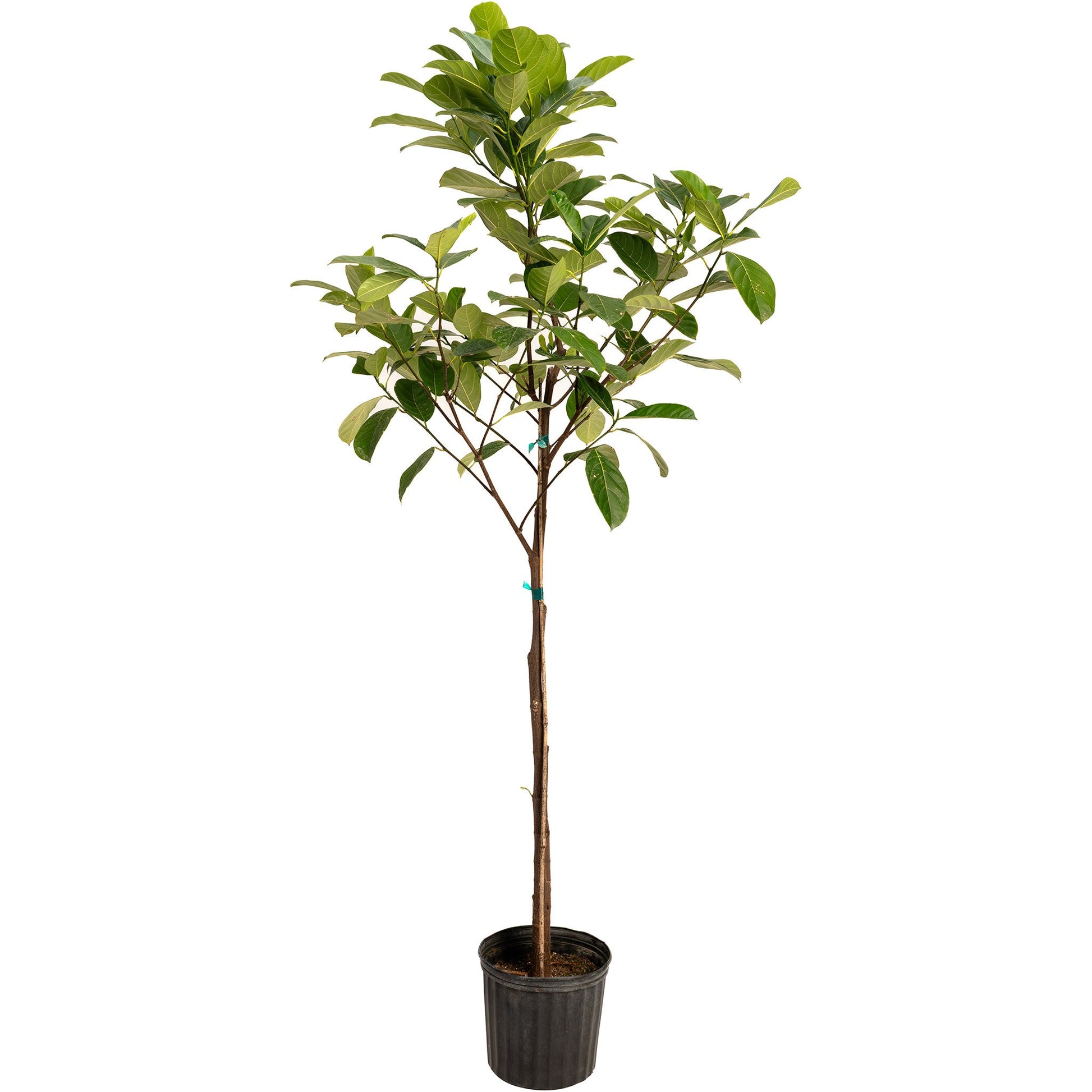 Jackfruit Tree plant with glossy green leaves in a black plastic pot on Tampa Home & Garden Store
