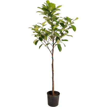 Jackfruit Tree plant with glossy green leaves in a black plastic pot on Tampa Home & Garden Store