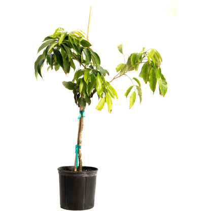 Mauritius Lychee plant in black pot with stake, glossy green leaves on Tampa Home & Garden Store