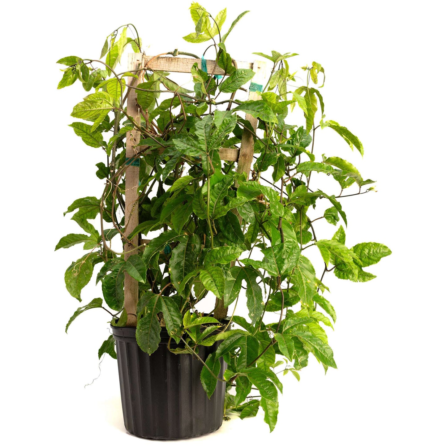 Passion Fruit plant in black pot with wooden trellis and lush green leaves on Tampa Home & Garden Store