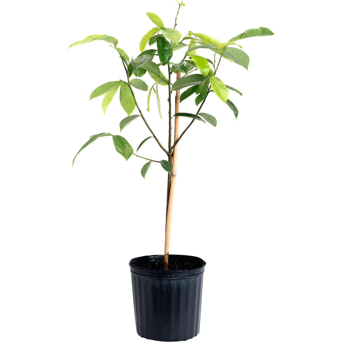 Soursop plant in a black pot with a stake, Live Good Logistics indoor outdoor plant on Tampa Home & Garden Store