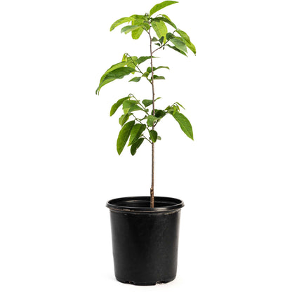 Sugar Apple Tree plant in black nursery pot with vibrant green leaves on Tampa Home & Garden Store