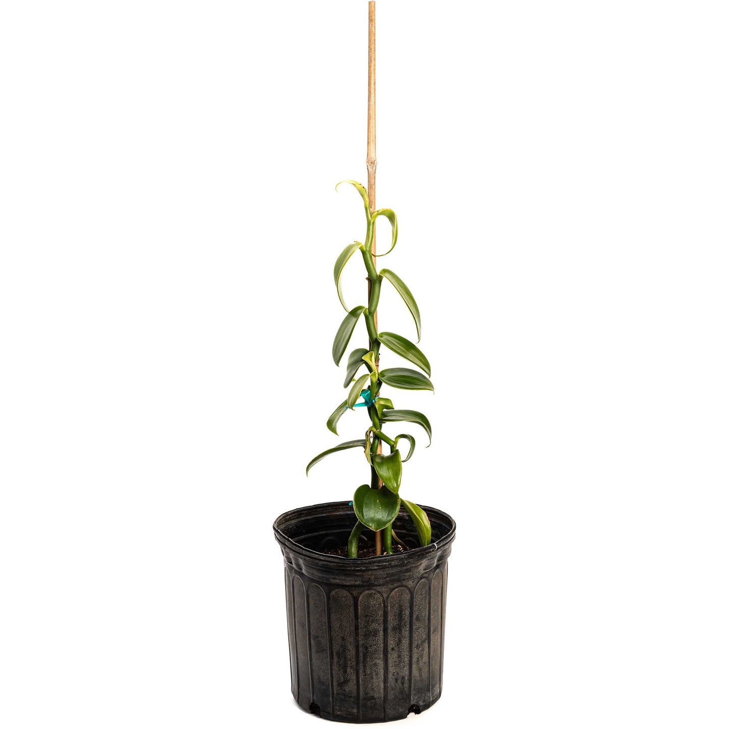 Vanilla Bean Orchid plant in black pot with tall stake and green leaves on Tampa Home & Garden Store