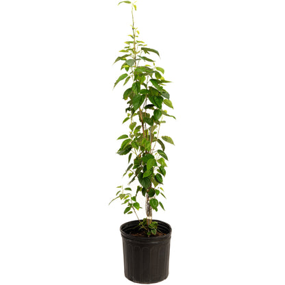 Everbearing Mulberry Tree plant in a black plastic pot with tall stems and green leaves on Tampa Home & Garden Store