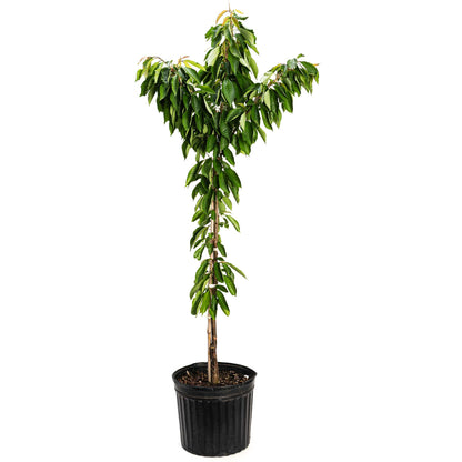 Live Bing Cherry Tree Sweet Fruit Variety