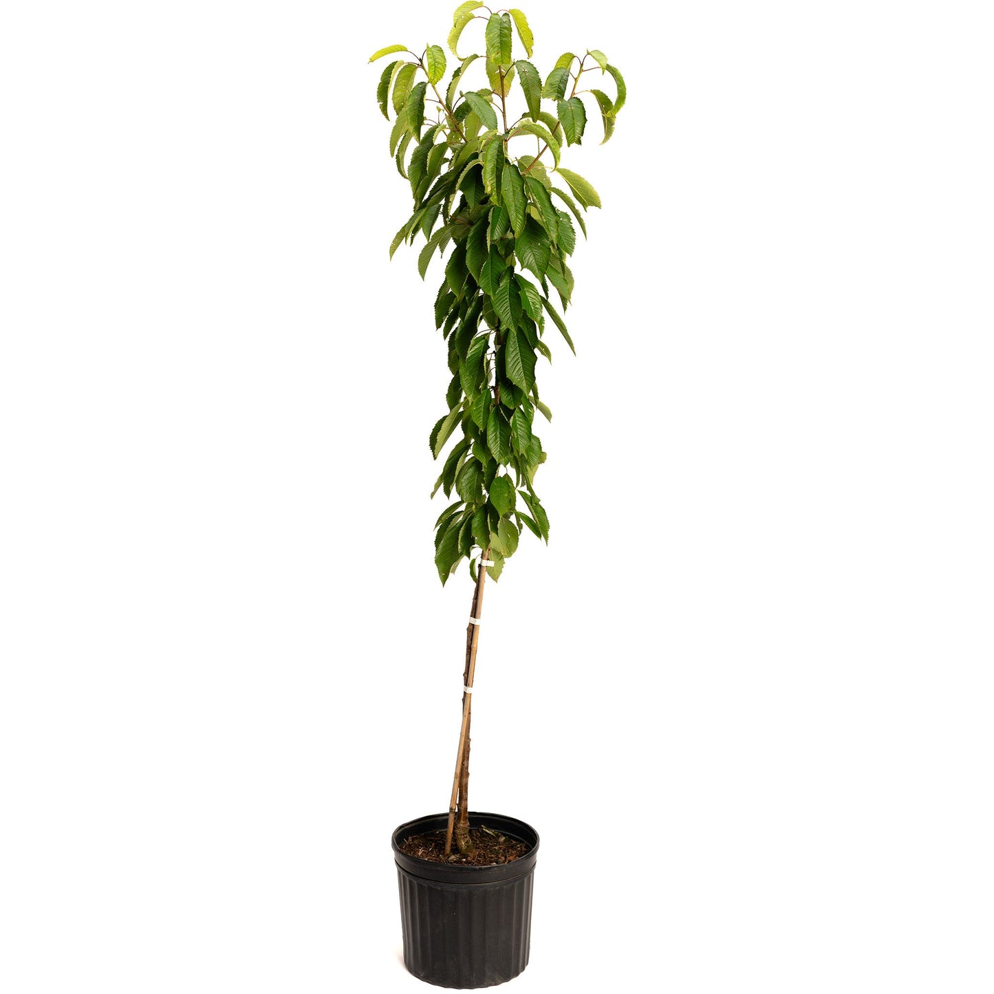 Black Tartarian Cherry Tree plant with serrated leaves in a black plastic pot with stake on Tampa Home & Garden Store
