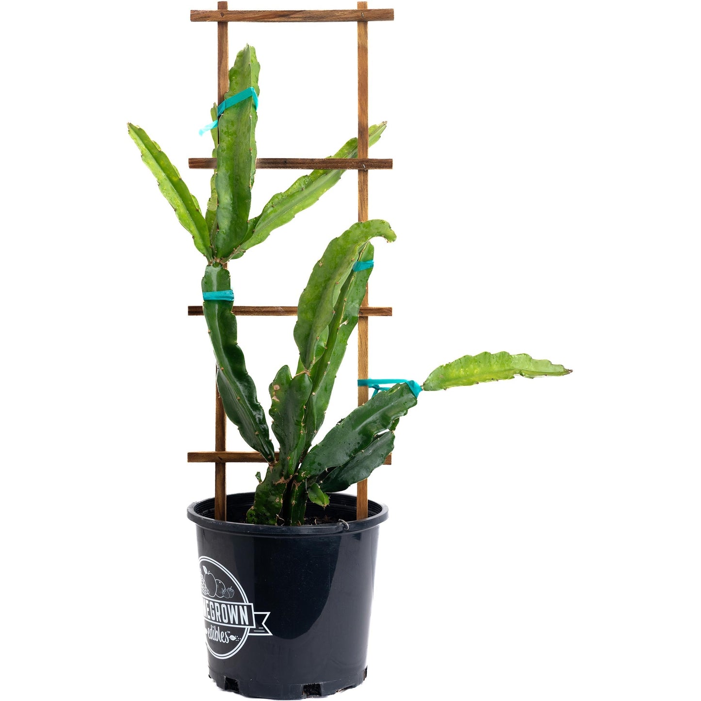 Edgar's Baby Dragon Fruit plant, green dragon fruit cactus on trellis with blue ties in pot on Tampa Home & Garden Store