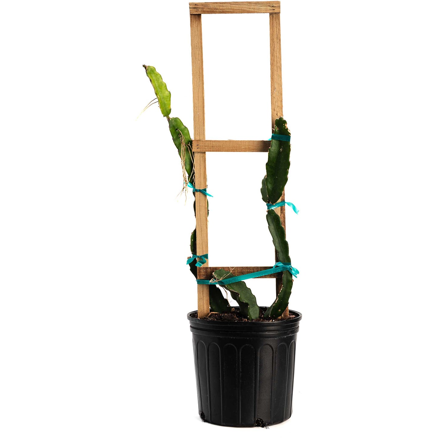 White Dragon Fruit plant with green climbing stems on a wooden trellis in a black pot on Tampa Home & Garden Store