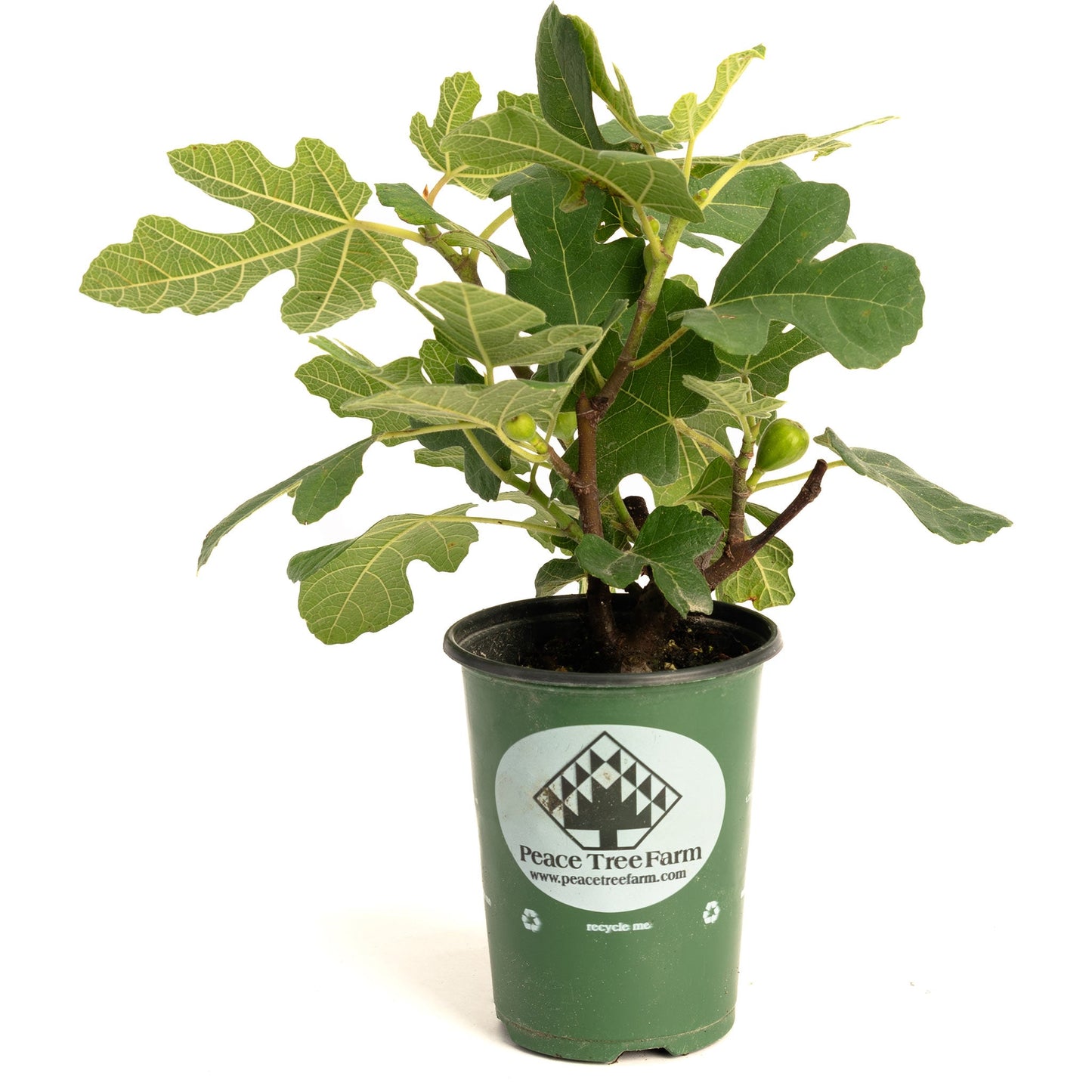 Fignominal Fig plant in green pot with Peace Tree Farm label on Tampa Home & Garden Store