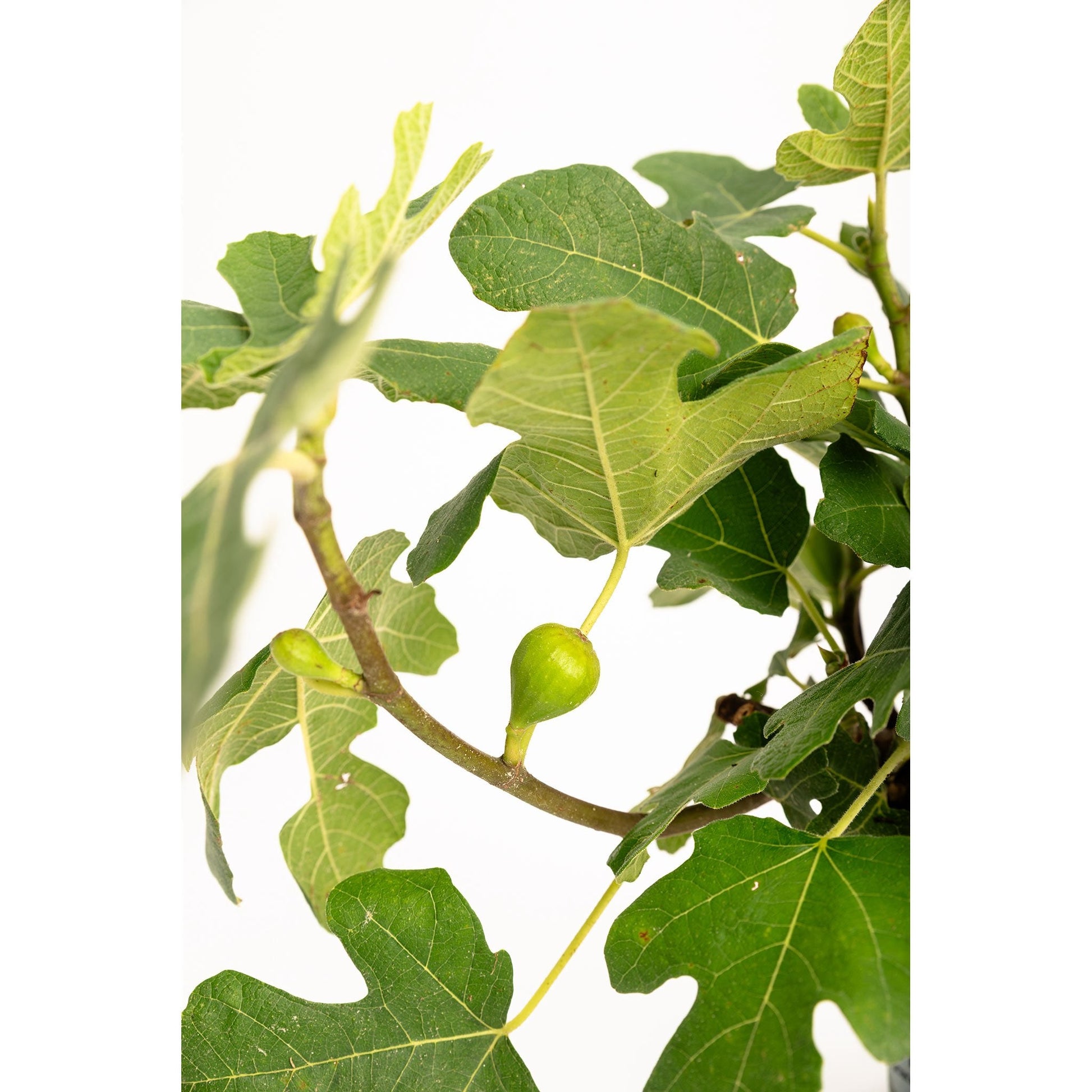 Fignominal Fig plant with green lobed leaves and small figs on stems Live Good Logistics on Tampa Home & Garden Store