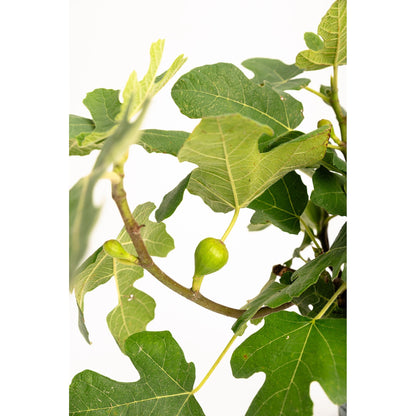 Fignominal Fig plant with green lobed leaves and small figs on stems Live Good Logistics on Tampa Home & Garden Store