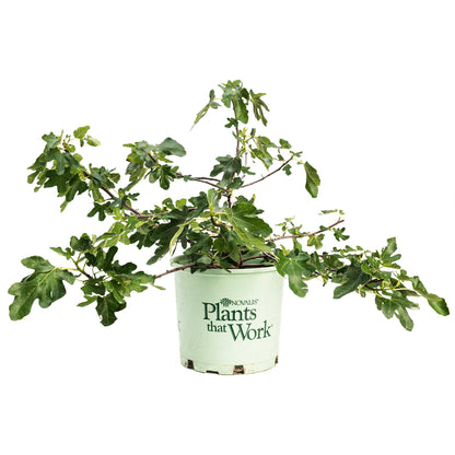 Fignominal Fig plant in a pale green pot with lobed fig leaves, indoor & outdoor plant on Tampa Home & Garden Store